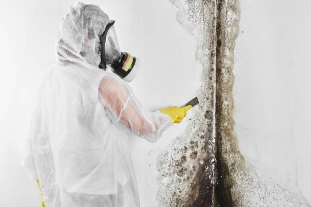 Best Local Mold Removal Service  in Moa, UT