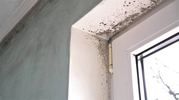 Best Mold Removal Near Me  in Moa, UT