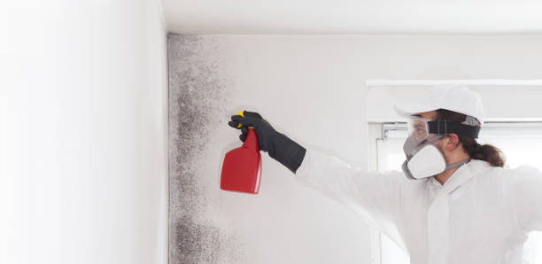 Best Attic Mold Removal  in Moa, UT