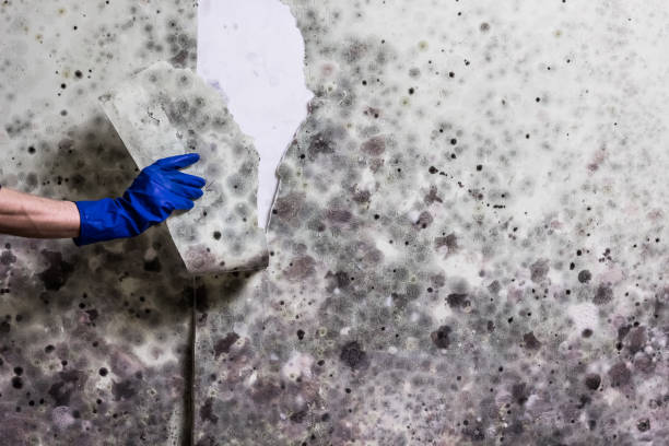 Best Office Mold Removal Services  in Moa, UT