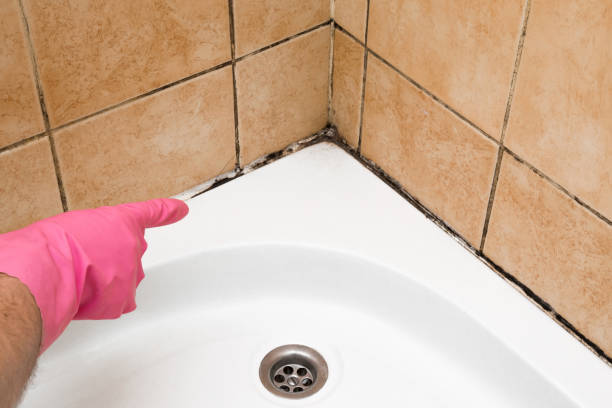 Best Mold Removal Company Near Me  in Moa, UT
